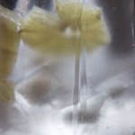 Hjemmelaget sviskemos og sviskesaft