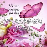 Hjemmelaget sviskemos og sviskesaft