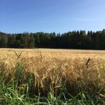 Hjemmelaget sviskemos og sviskesaft