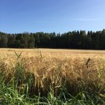 Hjemmelaget sviskemos og sviskesaft